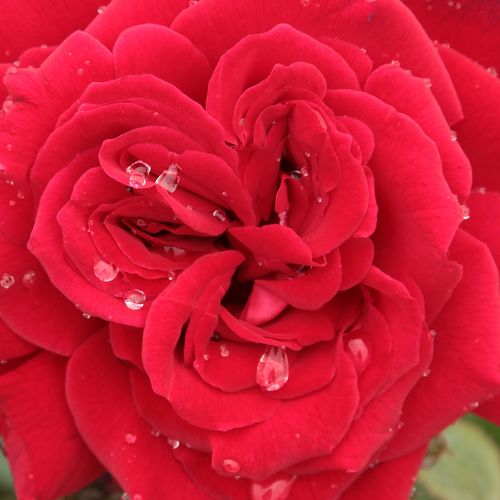 Magazinul de Trandafiri - trandafir teahibrid - roșu - Rosa Royal Velvet - trandafir cu parfum discret - Francis Meilland - ,-